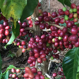 Guatemala Huehuetenango