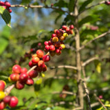 Ethiopia Yirgacheffe Idido for Keurig© Brewers