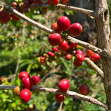 Ethiopia Yirgacheffe Idido
