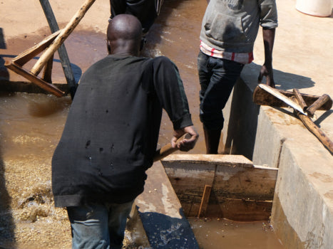 Tanzania Nsoga Iwezya for Keurig© Brewers - Index Coffee