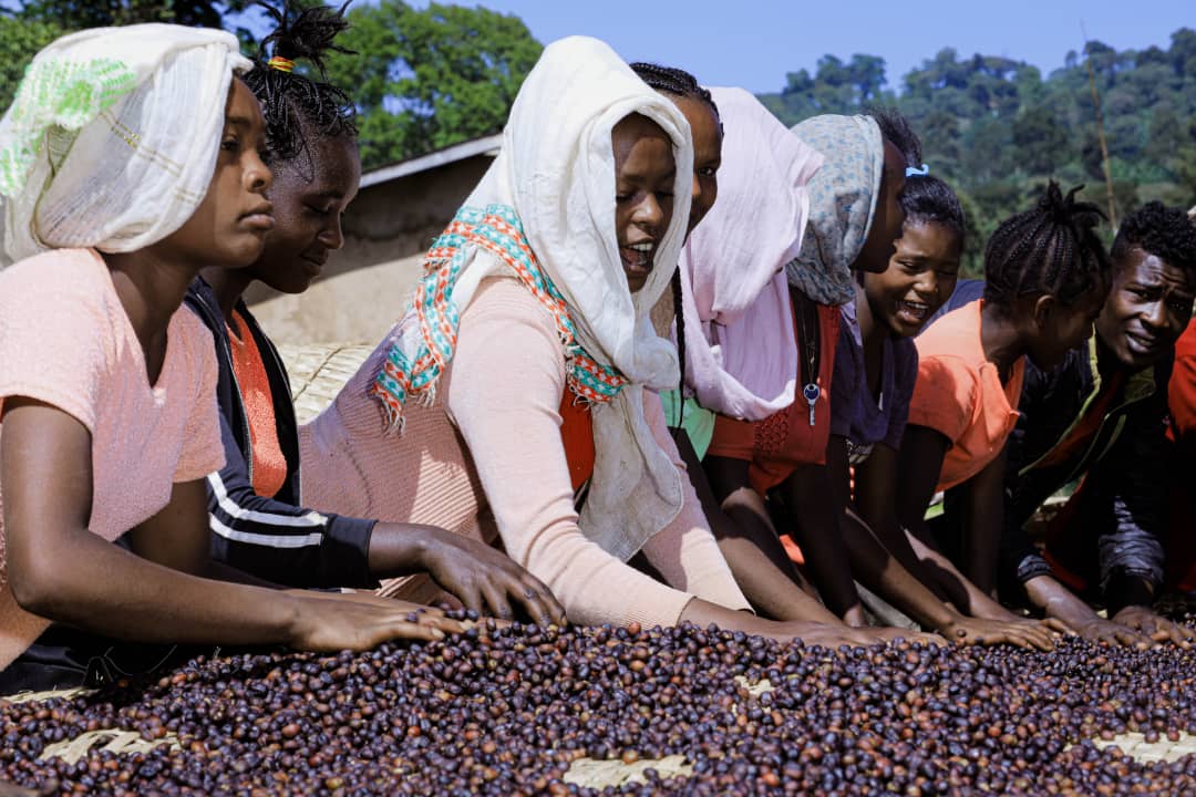 Ethiopia - Index Coffee