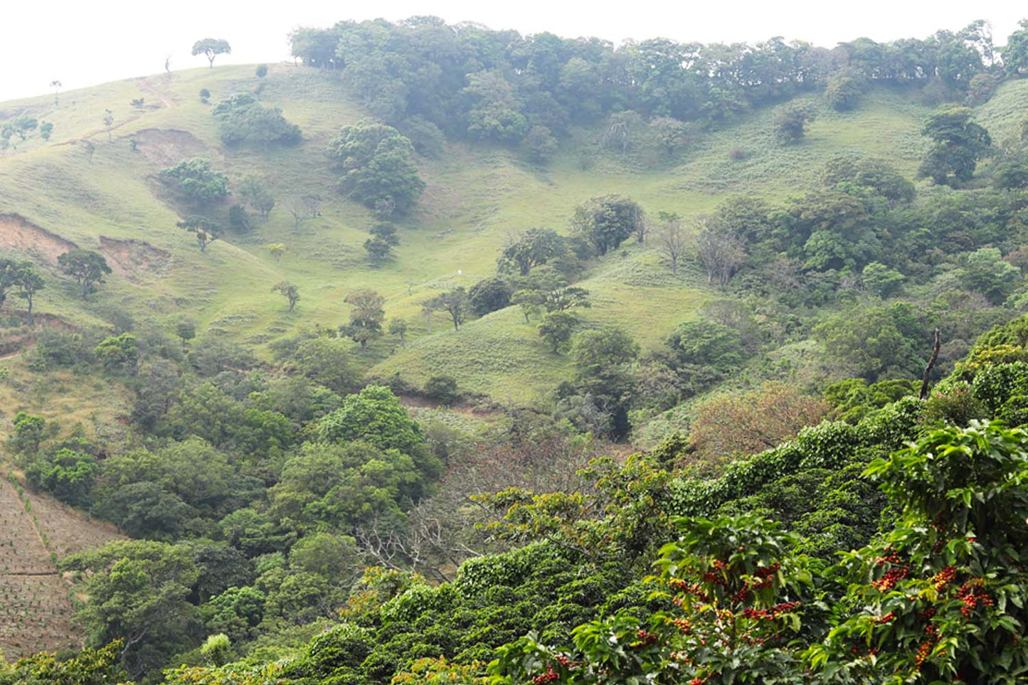 Costa Rica Naranjo La Rosa