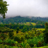 Ethiopia Sidamo Reserve Dark Roast