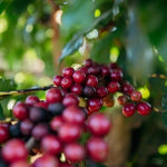 Brazil Cerrado Vila Boa Dark Roast (out of stock) - Index Coffee