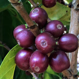 Guatemala Huehuetenango for Keurig© Brewers