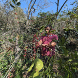 Mexico San Isidro Zoquiapam Organic Microlot
