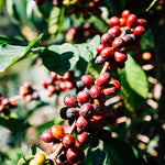 Papua New Guinea Korgua Estate (Out of Stock) - Index Coffee