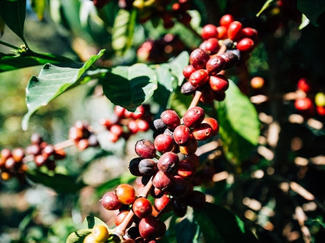 Papua New Guinea Korgua Estate (Out of Stock) - Index Coffee