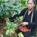 Peru Las Damas de San Ignacio for Keurig© Brewers - Index Coffee