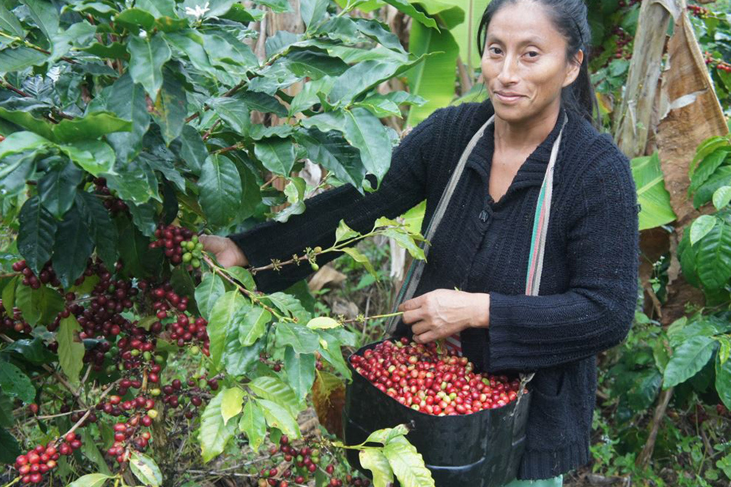 Peru Las Damas de San Ignacio for Keurig© Brewers - Index Coffee