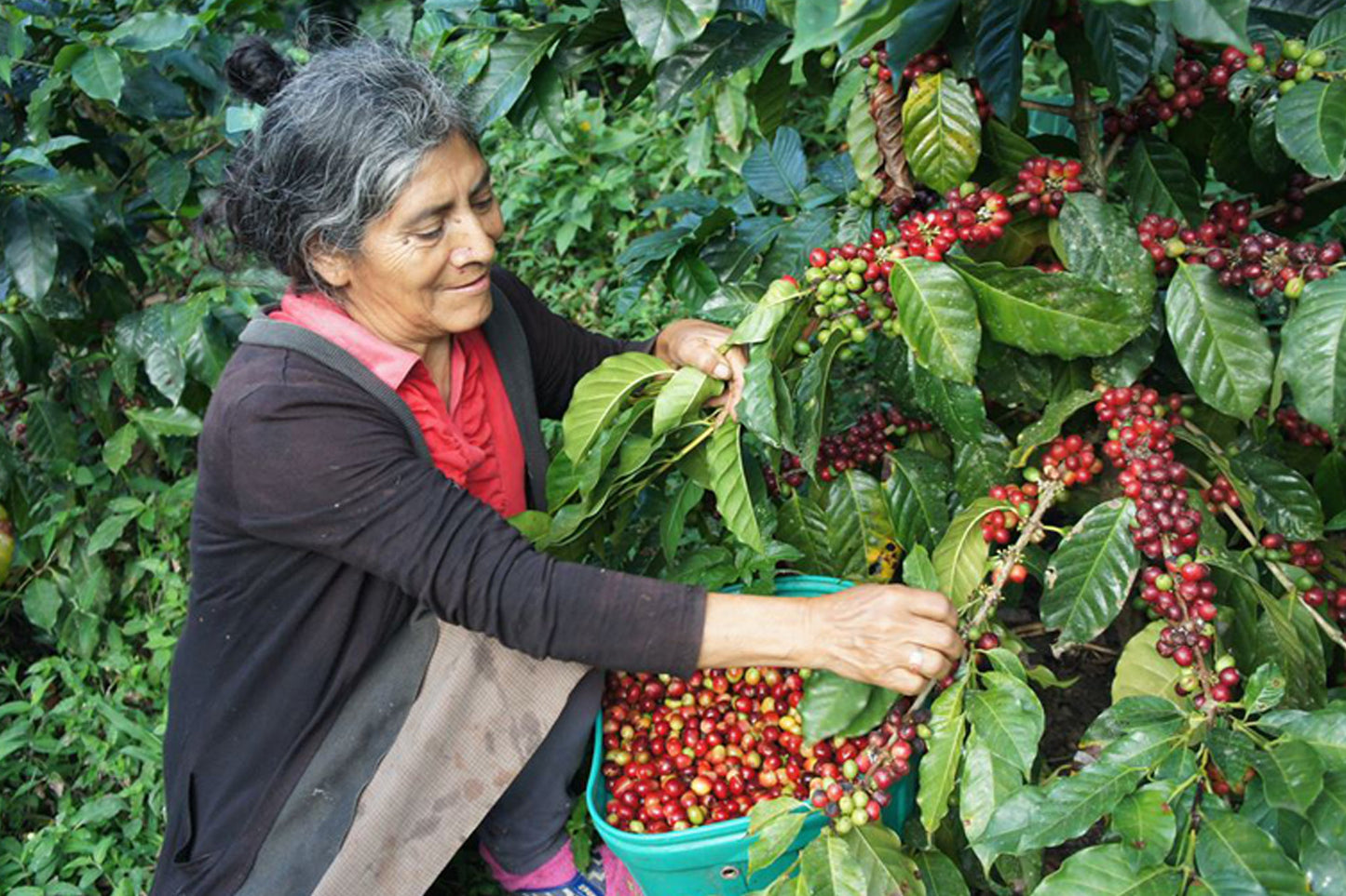 Peru Las Damas de San Ignacio