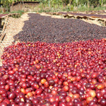 Half-Caf Ethiopia Sidamo - Index Coffee