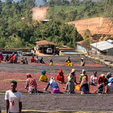 Ethiopia Tariku Kare Bombe Outgrowers