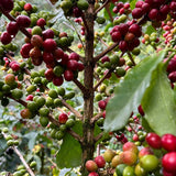 Maya Select DECAF for Keurig© Brewers