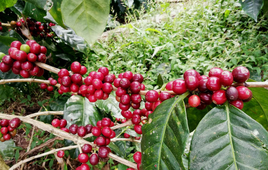 Colombia Sol Naciente Fair Trade Organic