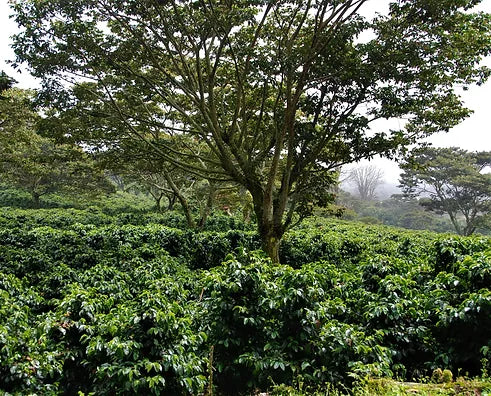 Finca Lerida's shade grown coffee farming is good for the soil and great for bird populations.