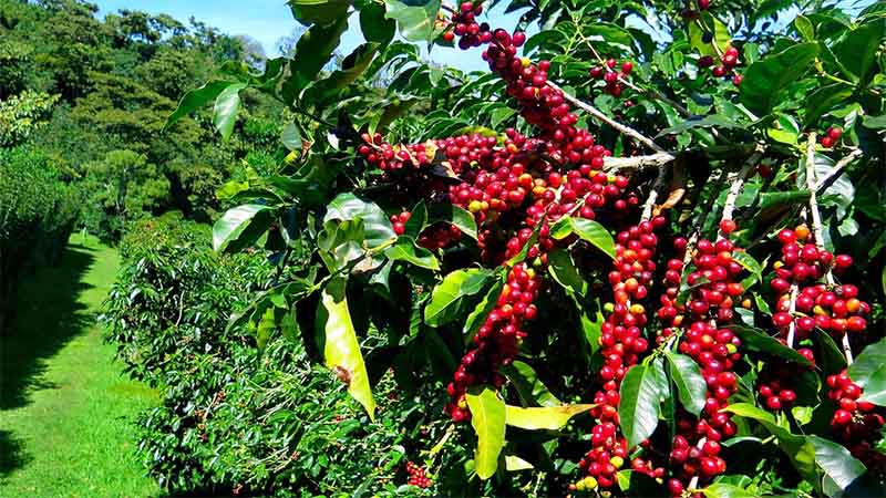 Pacamara coffee cherries ripening in Panama. Pacamara is a hybrid cross between Pacas and Maragogipe varietals.
